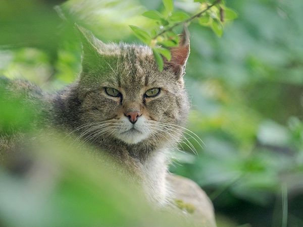 European wildcat in Wildkatzendorf Huetscheroda (wildcat village)-Hainich-Thuringia-Germany